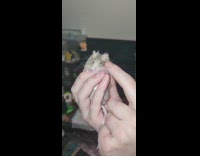 Guy hold and tickle grey mouse cheek