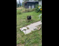 Dog with three legs carries moose antler
