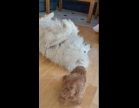 Small dog plays with big dog 