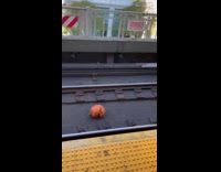 Submitter shows pumpkin thrown at subway tracks
