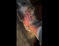Cat lays upside down gets belly rub