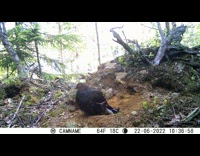 Black bird lie down and nests on the ground Part 2