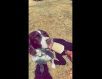 Black white dog walks away with popsicle 