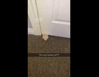 Man Worries How to Get Stuck Hamster Out