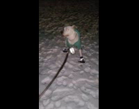 Dog acts goofy when wearing shoes 