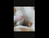 Woman takes her cat to a lightshow 