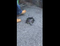 Guy walks his pet turtle sidewalk