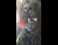 Black dog excited greets woman