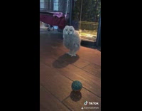 Collab VIBES - Grey owl lifts wings wood floor