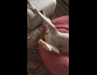 Brown dog paw raised lays pink beanbag 