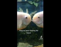 2 fishes kiss