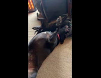 Two dogs play fight on the floor