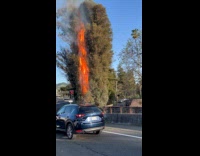 Blazing fire climbs up tree at roadside