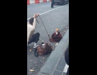 Dog round glasses brown coat pose on street