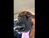 Collab ClipsIG - Guy hold ears of German Shepherd dog