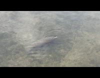 Collab DailyDoseOfInternet - Baby manatee peek head outside water beach