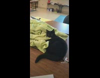 Black cat playing with yellow towel 