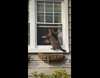 Collab VIBES - Neighbor cat climb on window arms spread