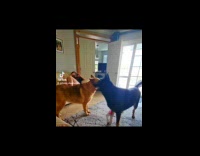 Two dog fight in an edited video