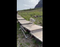 Mountain goat going down hiking trail platform