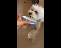 Owner feed cream to white dog stand