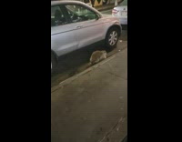 Raccoon walks at night and search food on trash bags 