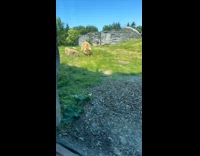 Bear approaches and attack dog from glass