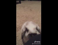 Grey white bunny rabbit compilation apple slice 