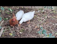 Chicken scratch dirt to feed two ducks