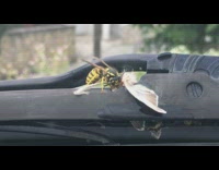 Big bug eats dead bird 