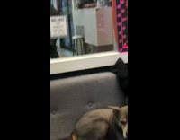 Dog jumps up behind window