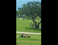 Collab IITW - Man and Woman tiktok dance near tree