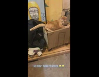 Orange cat on box with grey cat inside 