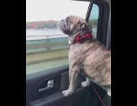 brown dog red bow head out car window
