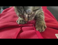 Kitten cat purrs suckles red hoodie string 