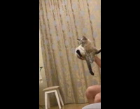 Guy holds sitting cat in one hand