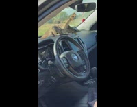 Hawk stuck in the car flew away