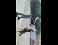 Husky dog bites stick stands walks guy 