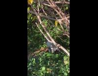 Bird on branch of tree outside street in NYC 