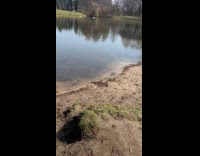 Dog plays fetch catch stick on lake
