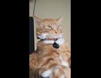 Collab BitchMP - Orange cat on bed titty poo collar