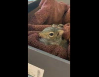 Baby squirrel shoebox eats seed red towel