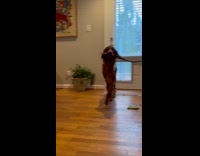 Collab Clips MPUGC2 -  Brown dog Marley runs around house with long stick