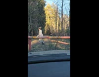 Woman screams in woods startling man pooping