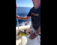 Dog jumped off from moving boat 