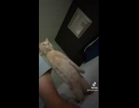Collab Clips MPUGC - Cat standing upright beside hooman 