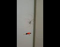 Thin legs spider bounces on the wall