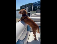 Dog stands and lean side of boat