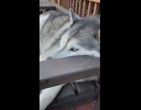 Dog lays down on bench outside