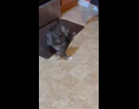 Cat spins reach cellophane stuck on tail